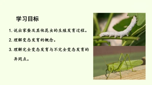 7.1.2昆虫的生殖和发育-八年级生物人教版下学期同步精品课件(共29张PPT)