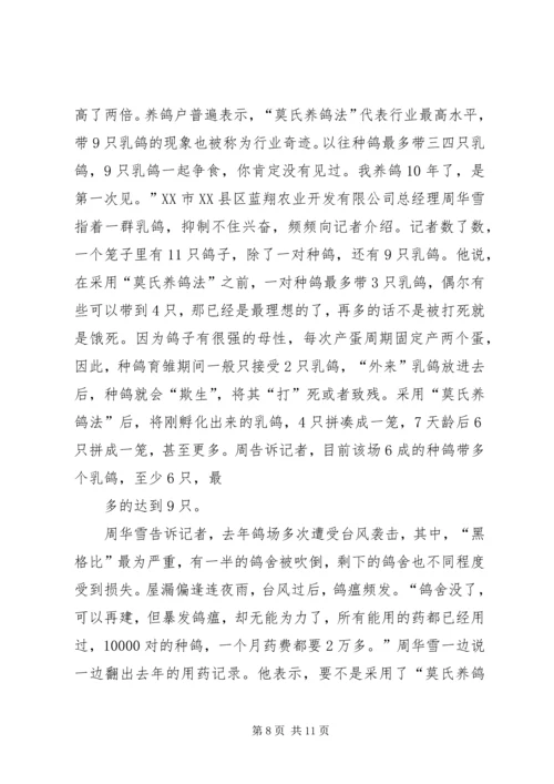 初养肉鸽注意要点.docx