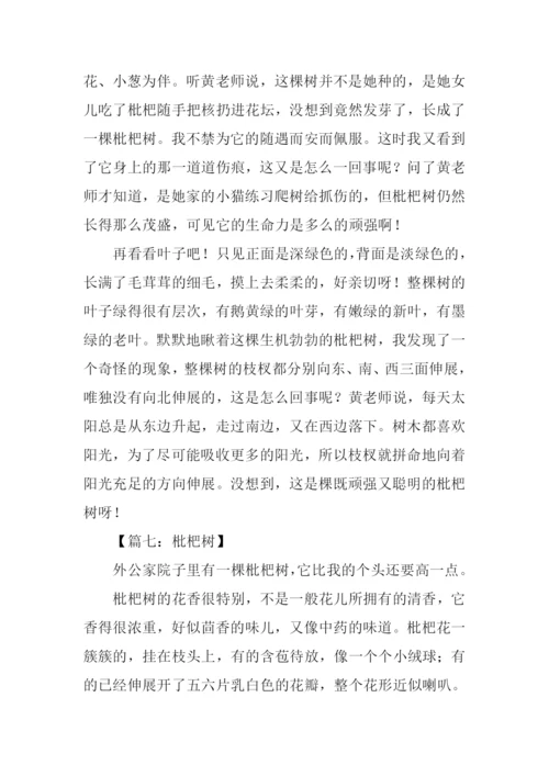 枇杷树作文600字.docx