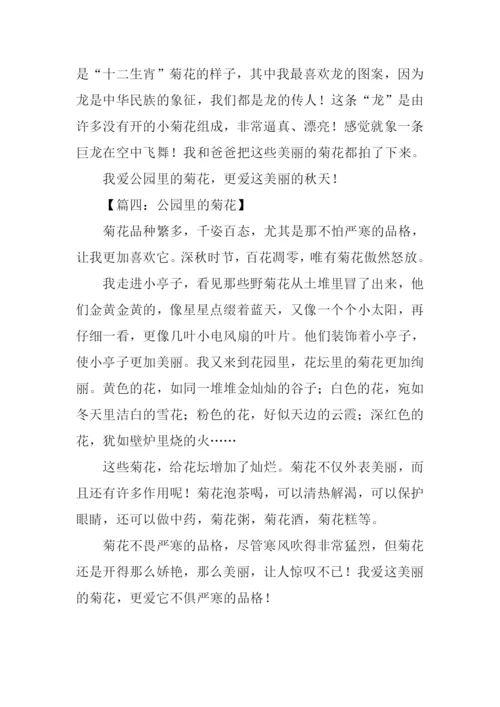 公园里的菊花作文.docx