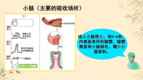 初中生物学人教版（新课程标准）七年级下册第4.2.2 消化和吸收课件(共21张PPT)