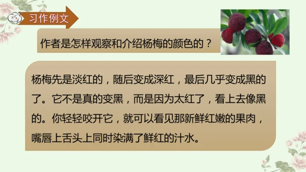 第五单元习作例文我爱故乡的杨梅