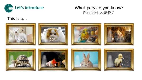 Unit 3 Amazing animals Part B Let's talk（优课）课件（21张