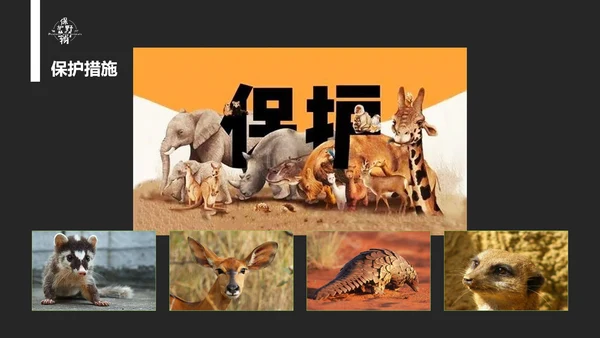 保护野生动物老虎PPT模板