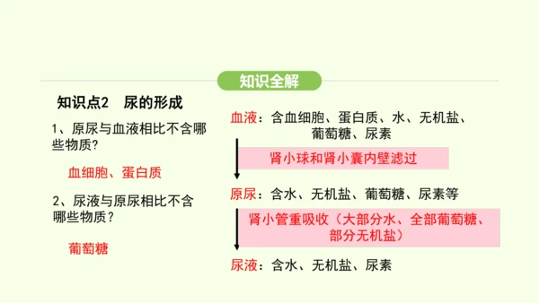 第四单元-第五章-人体内废物的排出课件-2024-2025学年七年级生物下学期人教版(2024)(共
