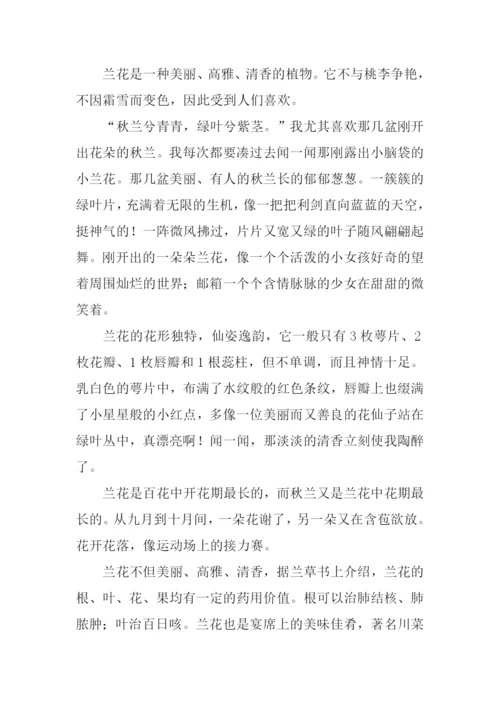 兰花作文400字0.docx
