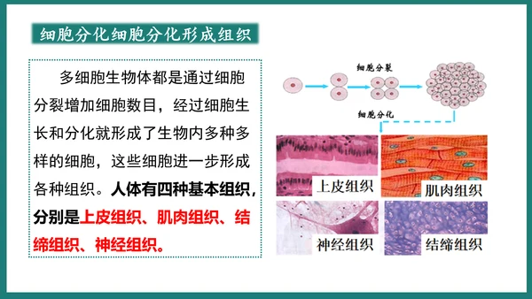 第一单元第三章从细胞到生物体（复习课件）-七年级生物上册同步教学精制课件（人教版2024）(共44张