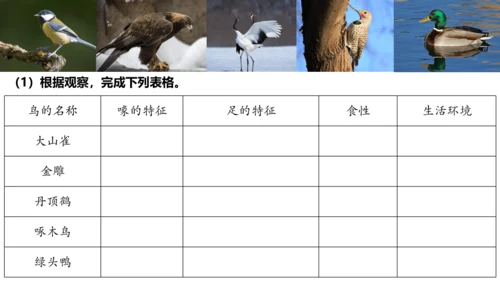 人教版生物八年级上册5.1.6《鸟》课件(共27张PPT)