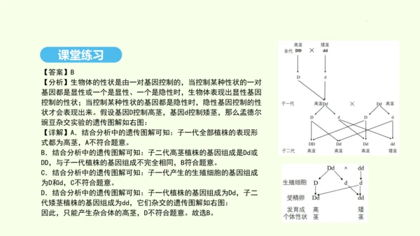 7.2.3基因的显性和隐性课件-人教版生物八年级下册(共31张PPT)