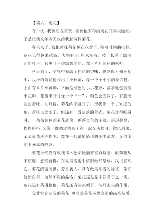 写菊花的作文400字.docx