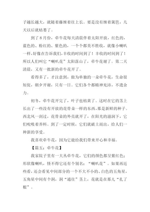 牵牛花的作文400字.docx