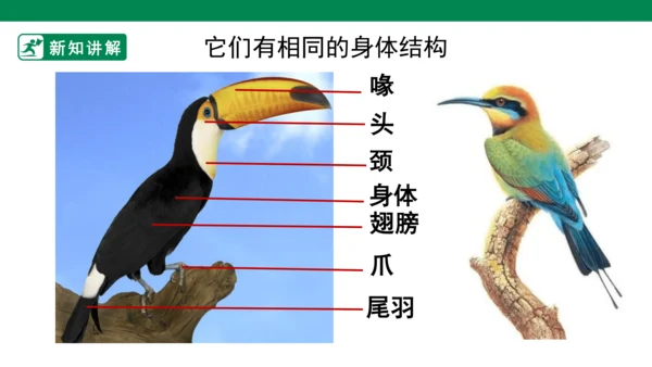 第十九课《我喜欢的鸟》课件