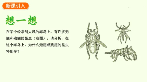 7.3.3生物进化的原因-八年级生物人教版下学期同步精品课件(共44张PPT)