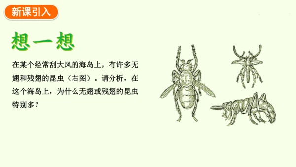 7.3.3生物进化的原因-八年级生物人教版下学期同步精品课件(共44张PPT)