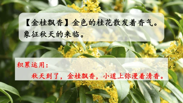 统编版语文三年级上册 第二单元 语文园地二   课件
