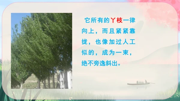 15《白杨礼赞》课件