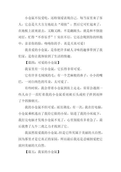 小仓鼠作文300字.docx