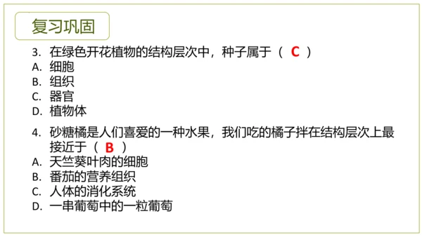 2.2.3植物体的结构层次 【说课课件】2023--2024学年人教版生物七年级上册(共42张PPT