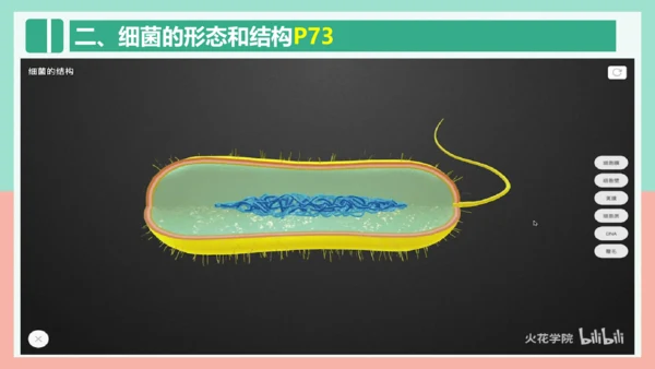 5.4.2  细菌  课件-人教版生物八年级上册(共39张PPT)
