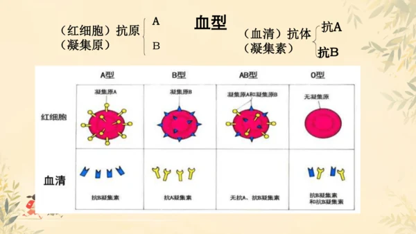 初中生物学人教版（新课程标准）七年级下册4.4.4 输血与血型课件(共19张PPT)