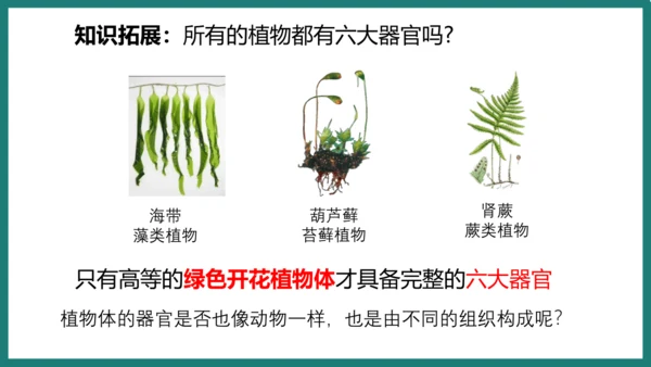 第一单元第三章从细胞到生物体（复习课件）-七年级生物上册同步教学精制课件（人教版2024）(共44张