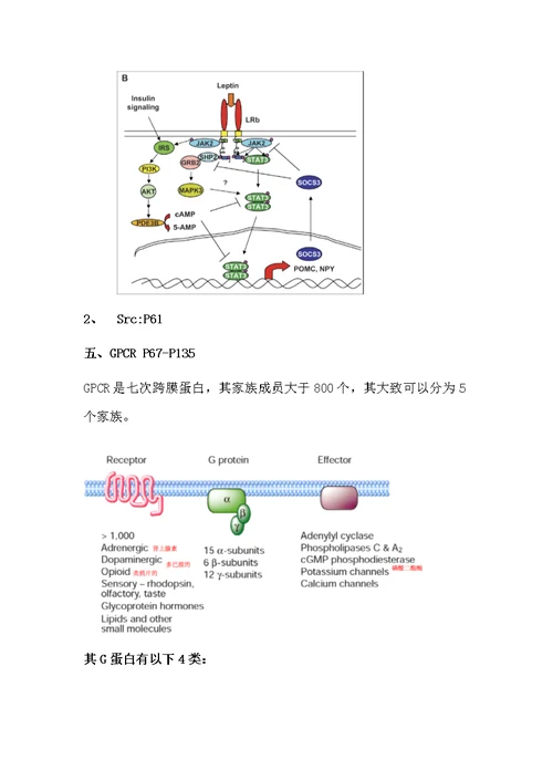 细胞生物学复习资料-General Mechanisms of Signal Transduction II