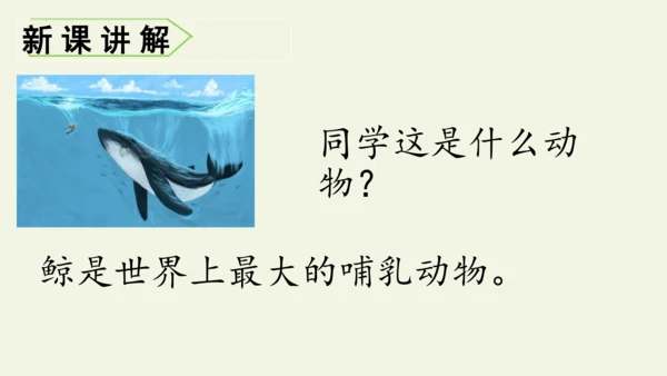 部编版 五年级语文上册第五单元习作例文 《鲸》（课件）