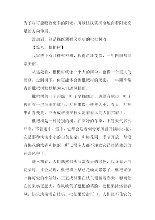 枇杷树作文600字.docx
