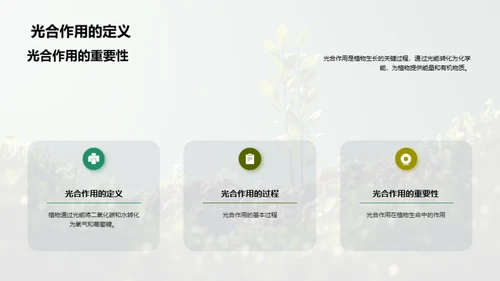 揭秘植物生长之谜