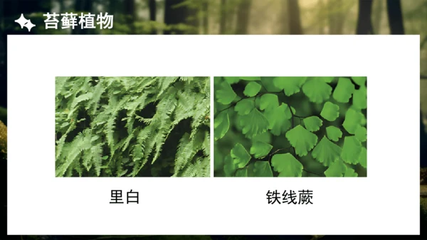 3.1.1 藻类、苔藓和蕨类植物 课件 人教版生物七年级上册(共27张PPT)