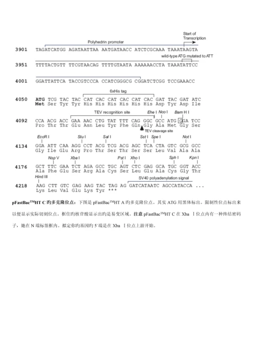 Bactobac表达系统中文版专项说明书.docx