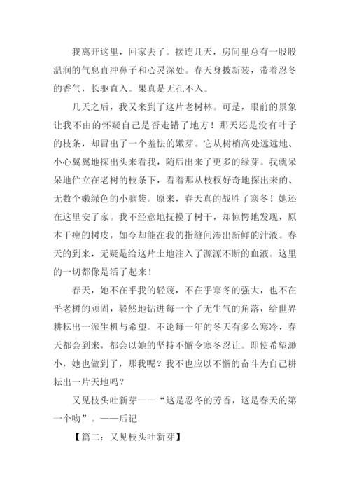 又见枝头吐新芽作文500字.docx