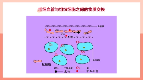 血流的管道，血管课件PPT模板.ppt