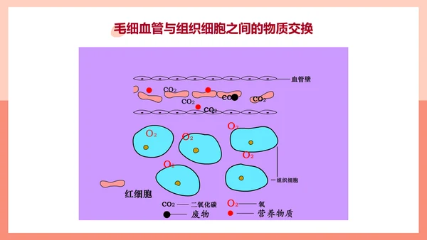 血流的管道，血管课件PPT模板.ppt