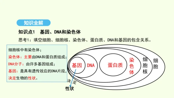 7.2.2基因在亲子代间的传递课件-人教版生物八年级下册(共29张PPT)
