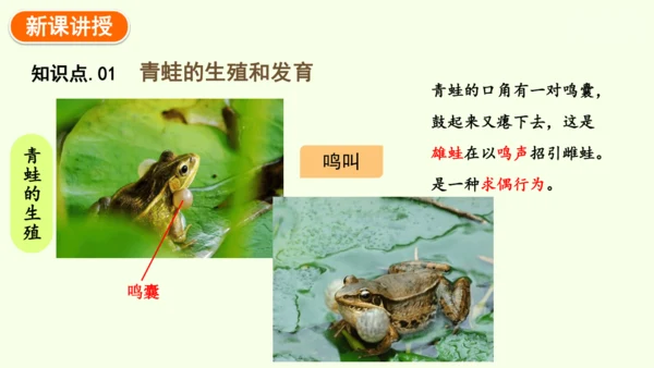 7.1.3两栖动物的生殖和发育-八年级生物人教版下学期同步精品课件(共31张PPT)