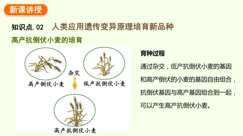 7.2.5生物的变异-八年级生物人教版下学期同步精品课件(共34张PPT)