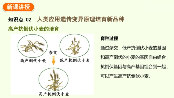 7.2.5生物的变异-八年级生物人教版下学期同步精品课件(共34张PPT)