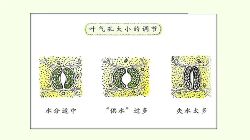 3.2.1水的利用与散失-七年级生物下学期同步精品课件（2024人教版）(共32张PPT)