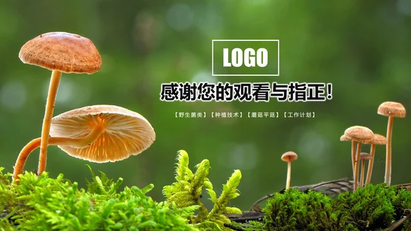 高清野生菌类动态PPT模板