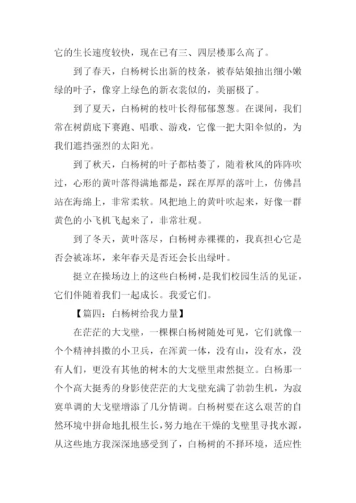 白杨树作文400字.docx