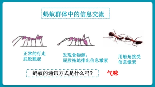 5.2.3社会行为课件-人教版生物八年级上册