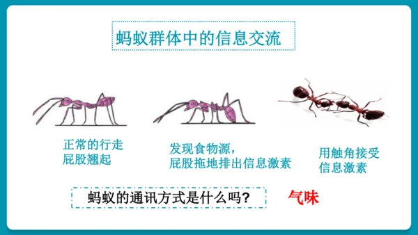 5.2.3社会行为课件-人教版生物八年级上册