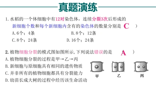 七上 第二单元生物体的结构层次-复习课件(共35张PPT)