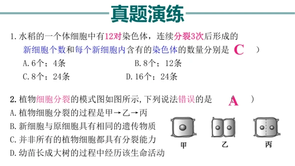七上 第二单元生物体的结构层次-复习课件(共35张PPT)