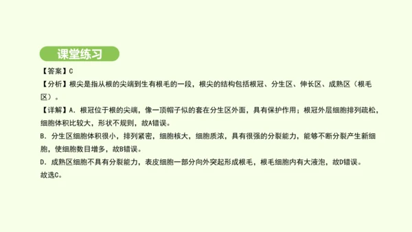 第三单元-第一章-第二节-植株的生长课件-2024-2025学年七年级生物下学期人教版(2024)(