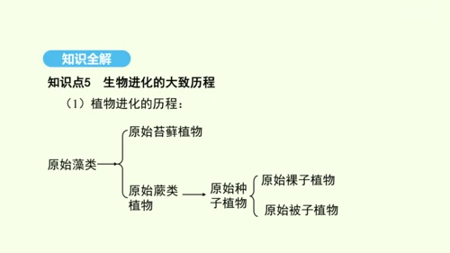 7.3.2生物进化的历程课件-人教版生物八年级下册(共23张PPT)