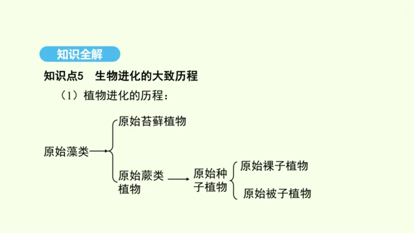7.3.2生物进化的历程课件-人教版生物八年级下册(共23张PPT)
