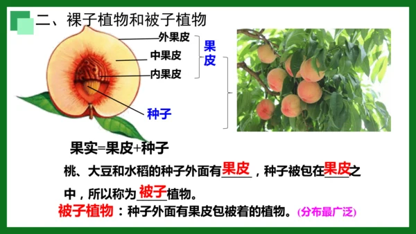 人教版（2024）七年级上册2.1.2 种子植物 课件(共32张PPT)+视频素材