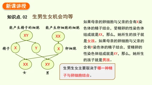 7.2.4人的性别遗传-八年级生物人教版下学期同步精品课件(共28张PPT)